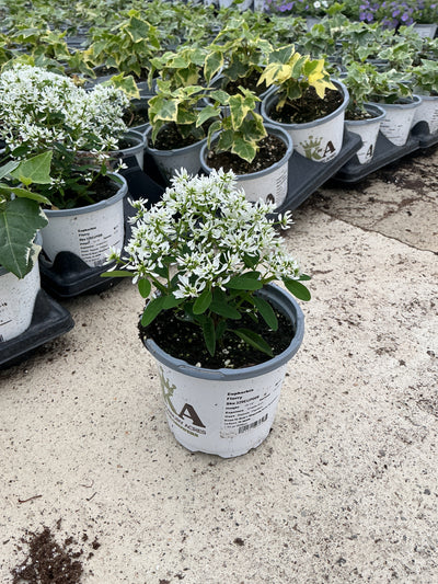 Euphorbia Flurry - 4.33" Premium Annual