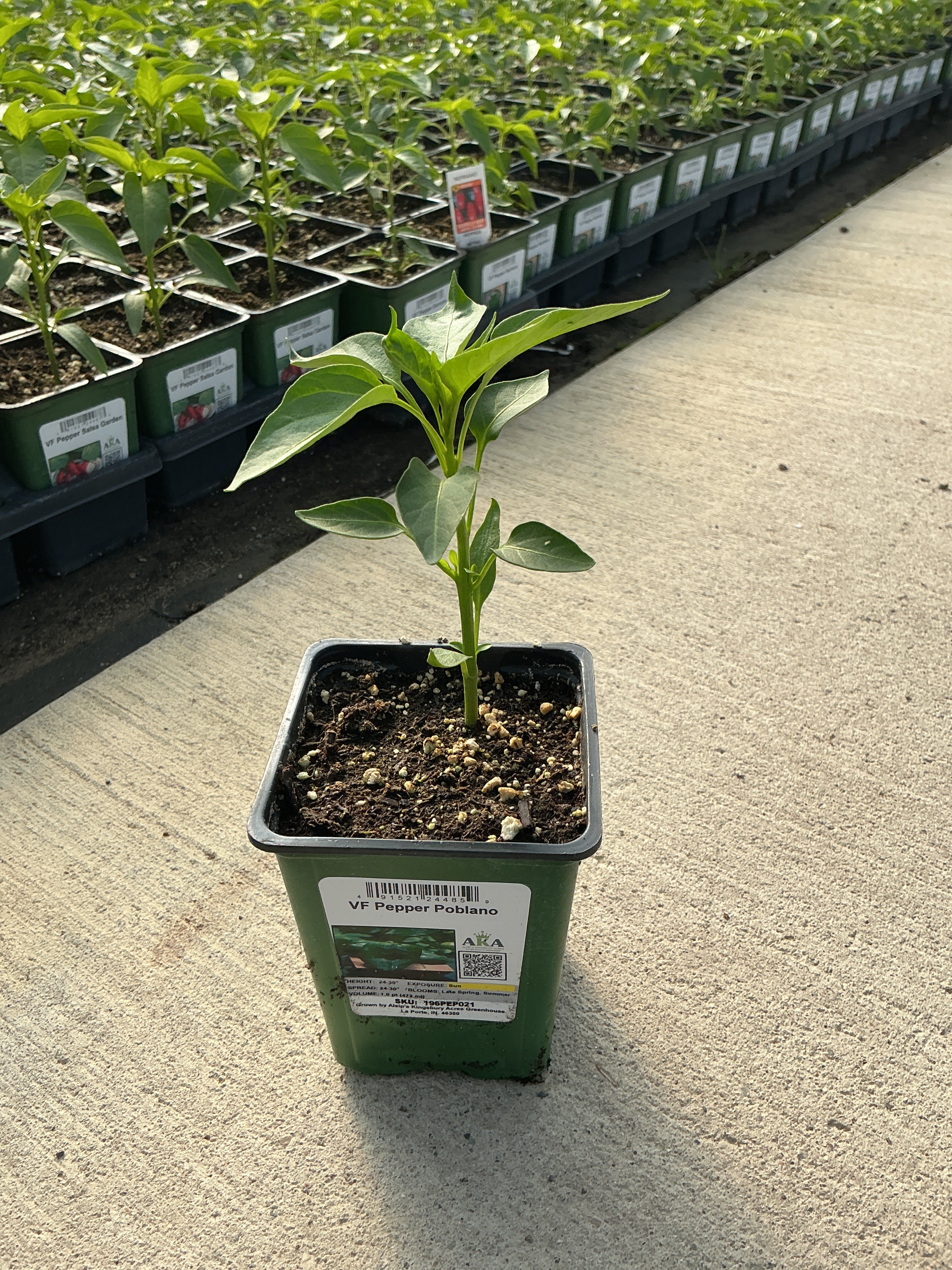 Pepper Poblano - 4" Potted Vegetable
