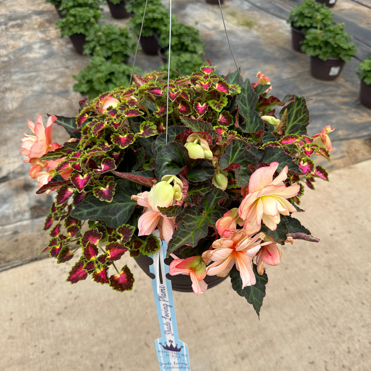 203 Miss Montreal - 11" Shade Combination Hanging Basket