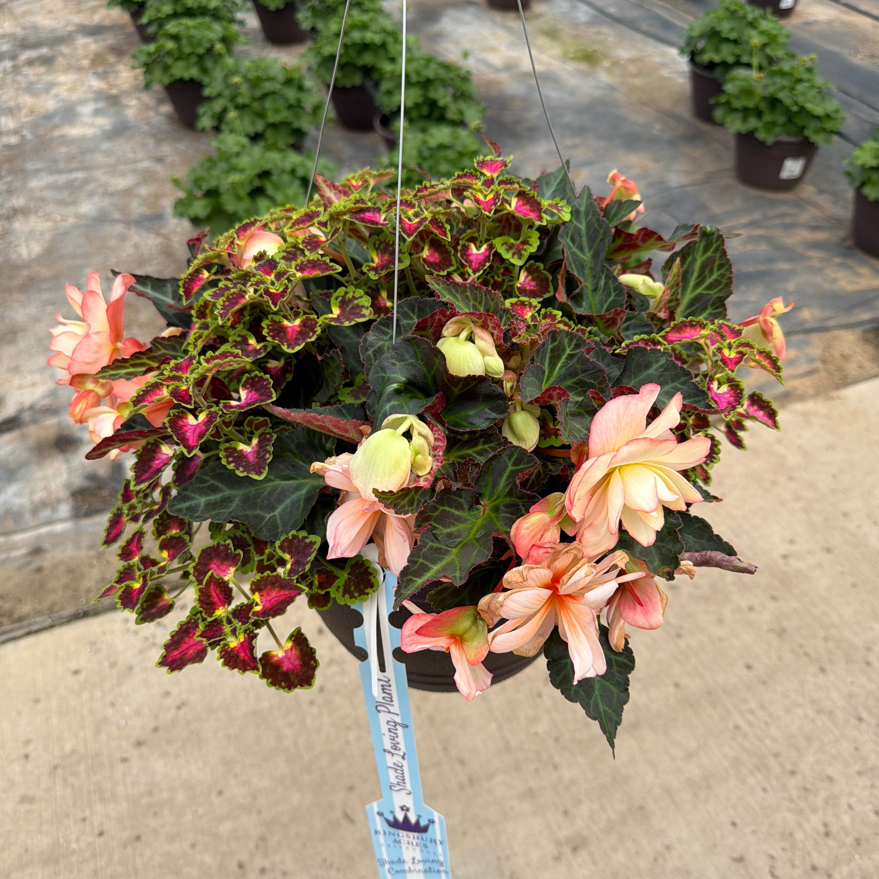 203 Miss Montreal - 11" Shade Combination Hanging Basket