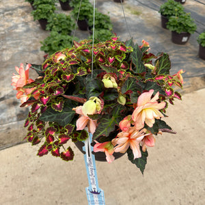 203 Miss Montreal - 11" Shade Combination Hanging Basket