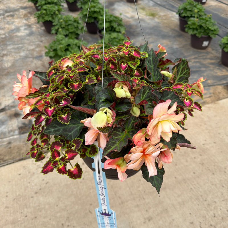 203 Miss Montreal - 11" Shade Combination Hanging Basket