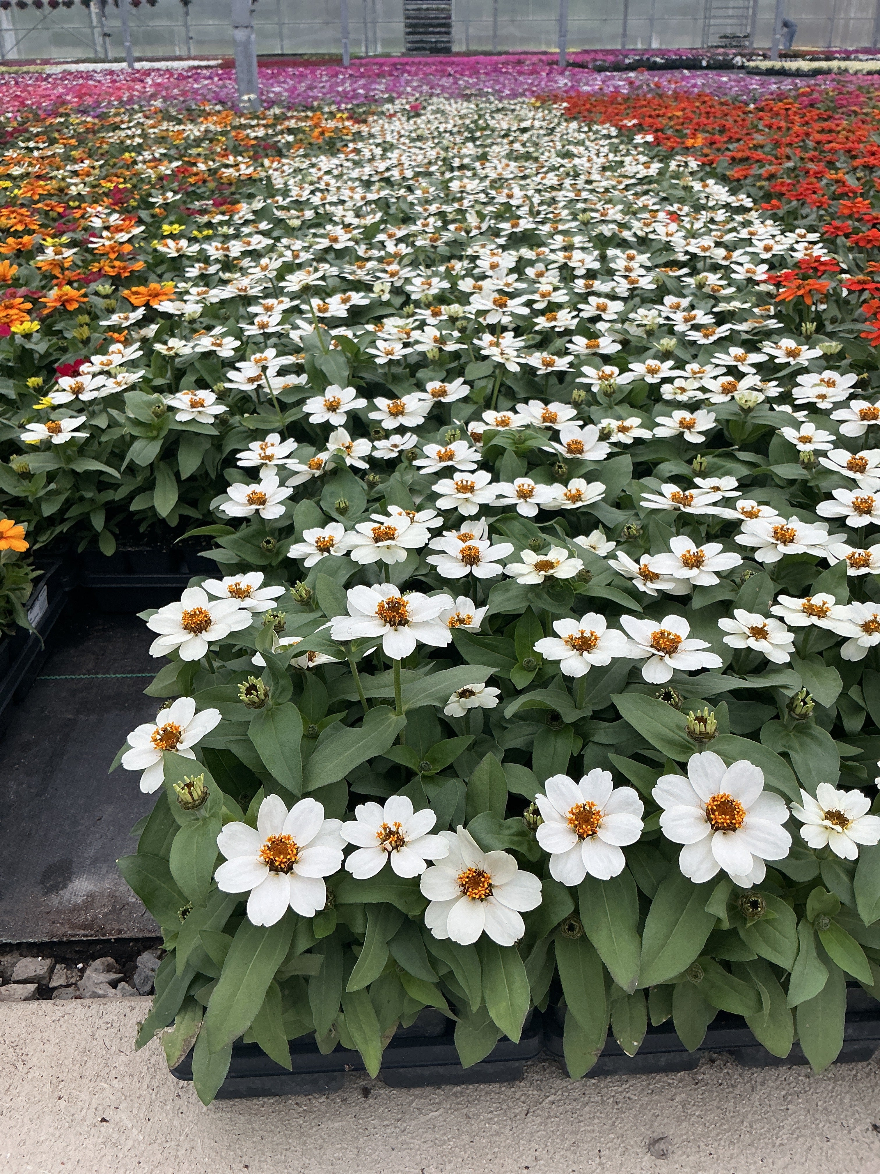 Zinnia Profusion White - 4 Pack Annual