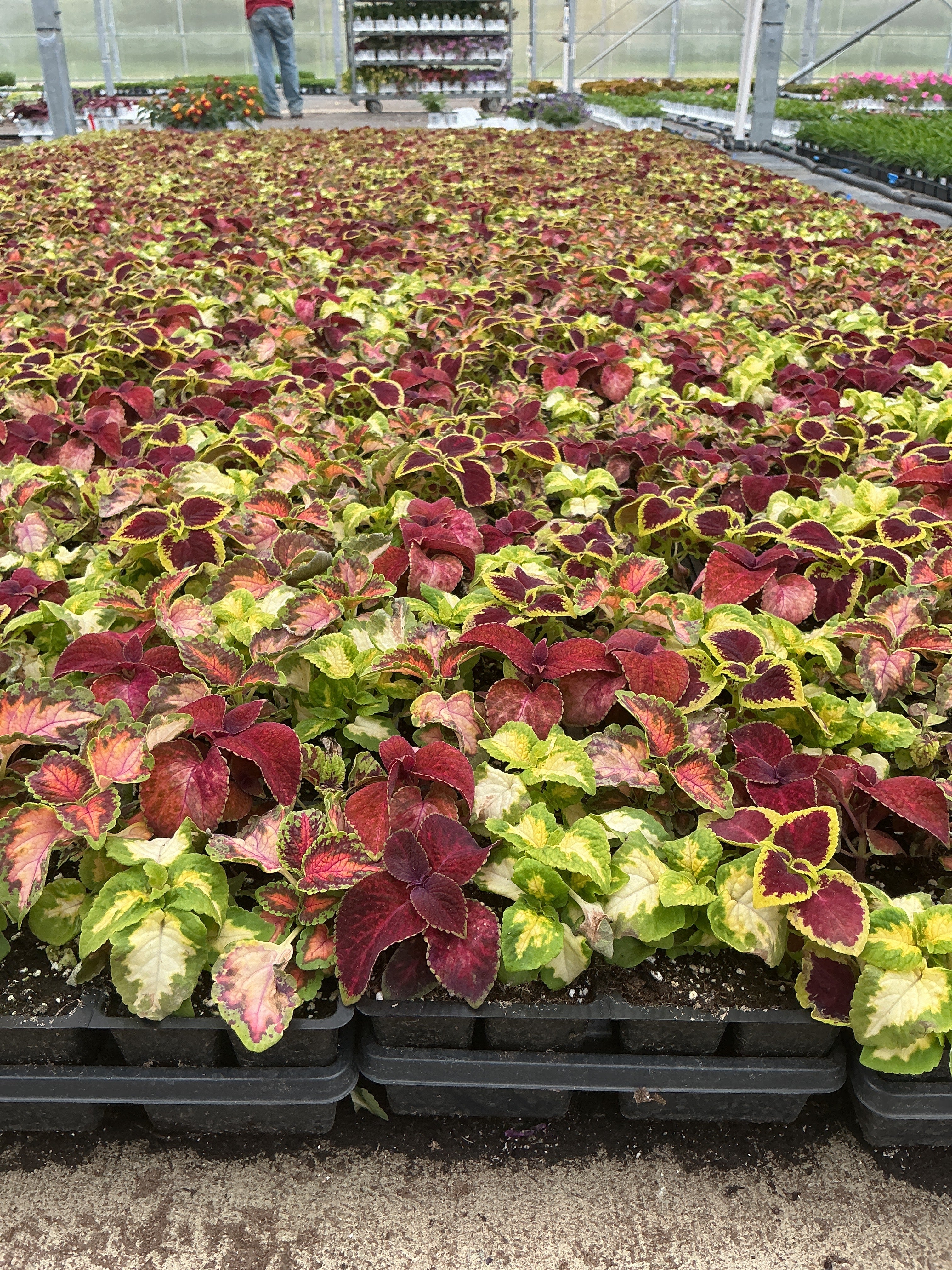Coleus Wizard Mix - 4 Pack Annual