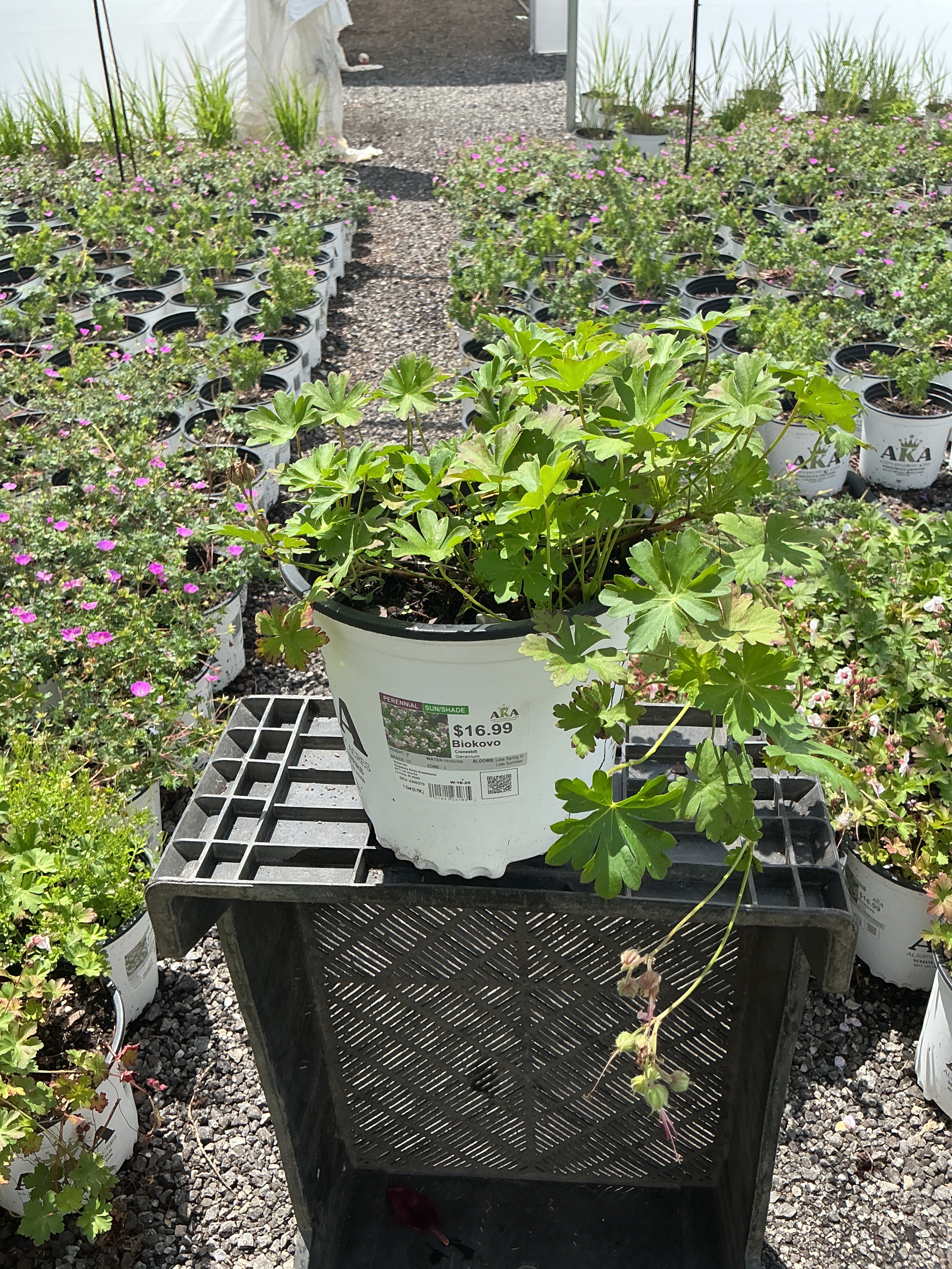 Geranium Cranesbill Biokovo