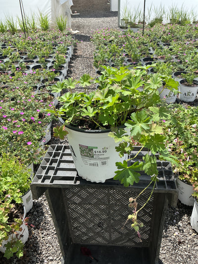 Geranium Cranesbill Biokovo