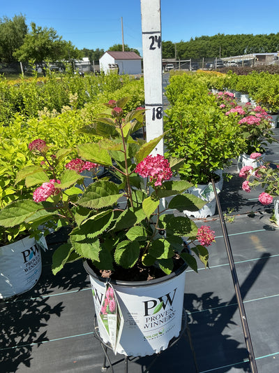 Hydrangea Invincibelle Ruby