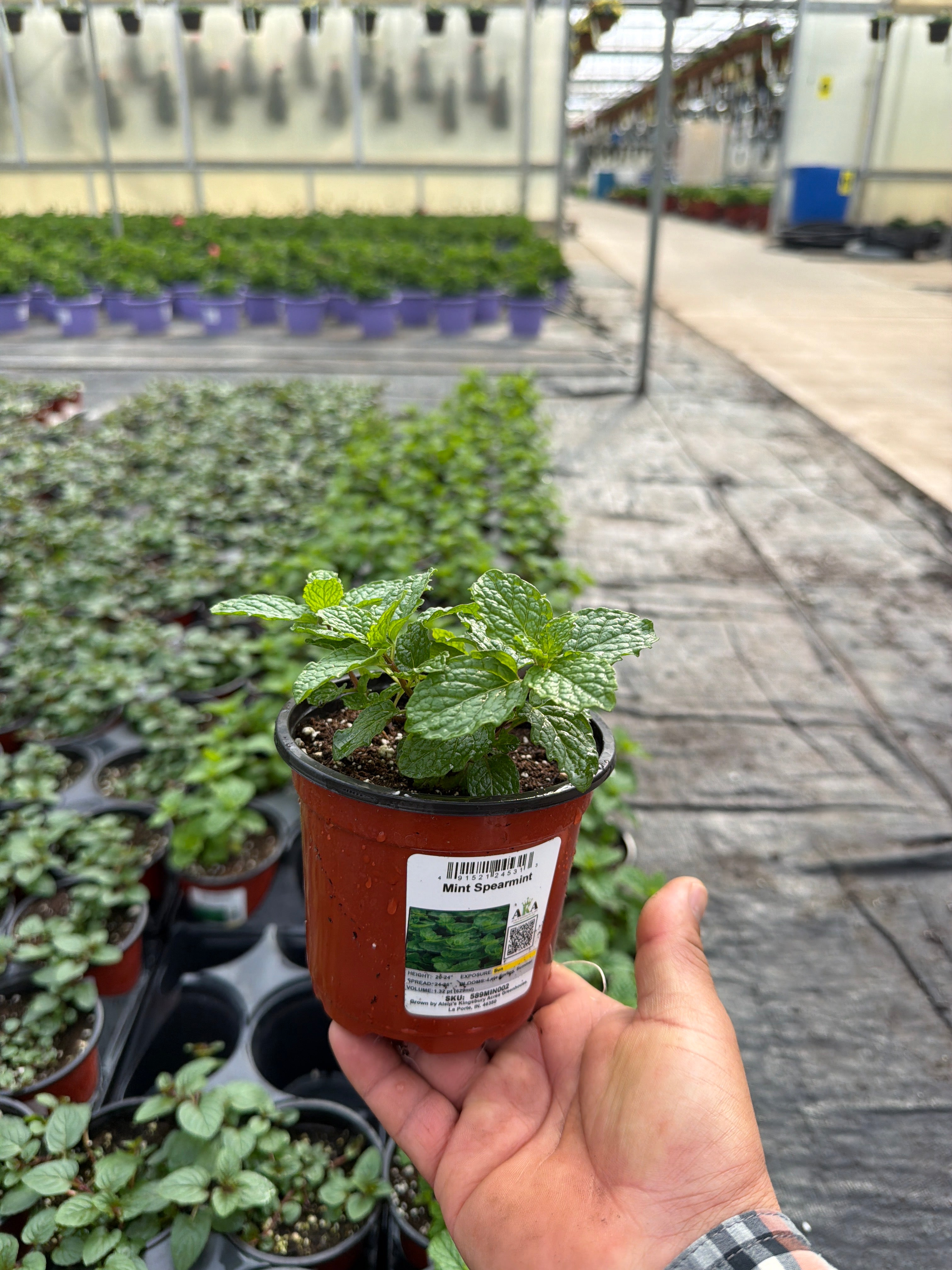 Mint Peppermint - 4.33" Potted Herb