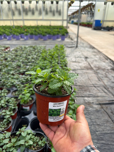 Mint Peppermint - 4.33" Potted Herb
