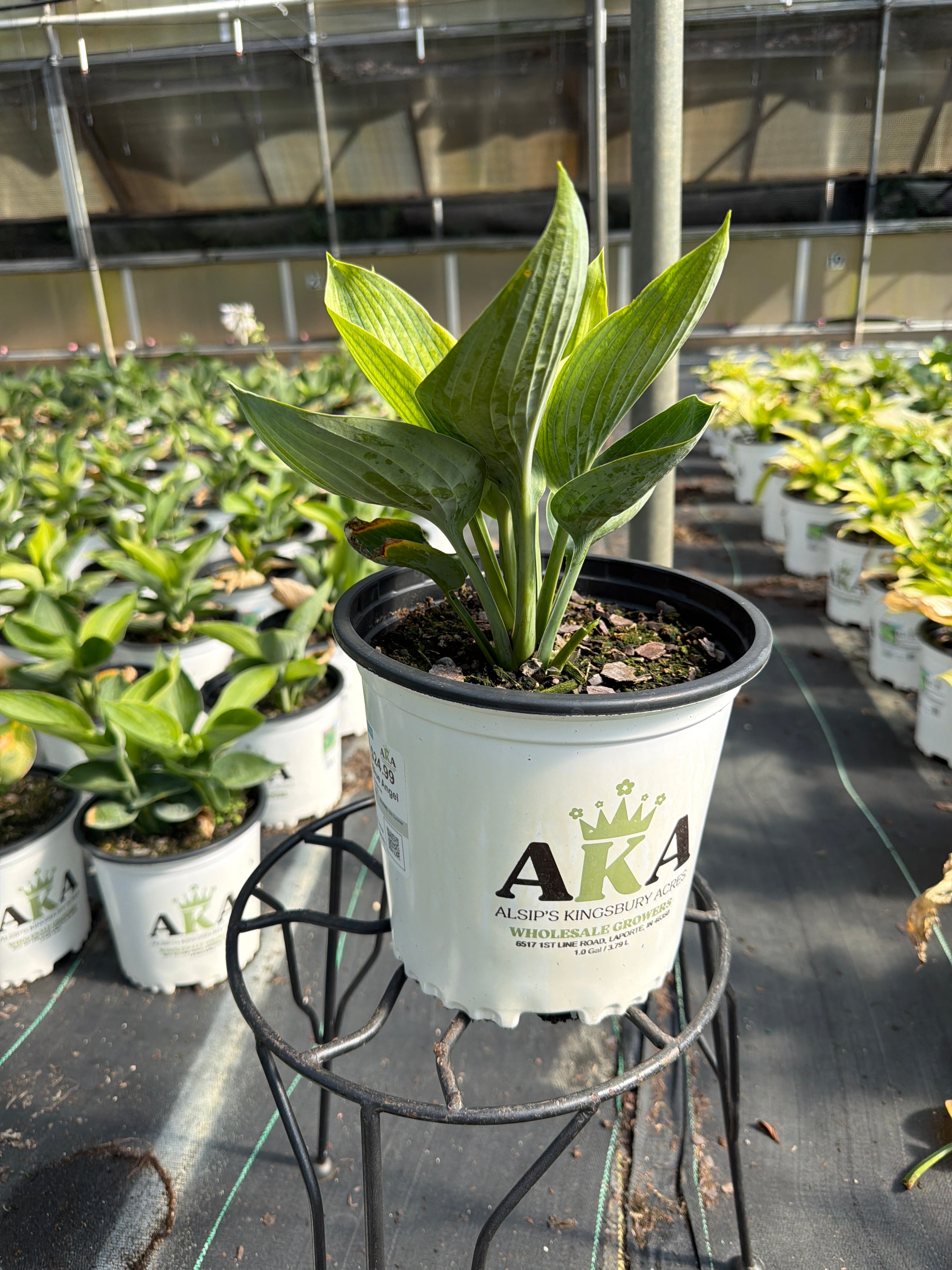 Hosta Plantain Lily Blue Angel