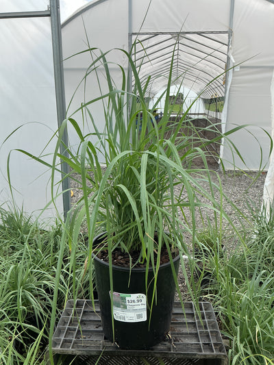 Panicum Switchgrass Cheyenne Sky