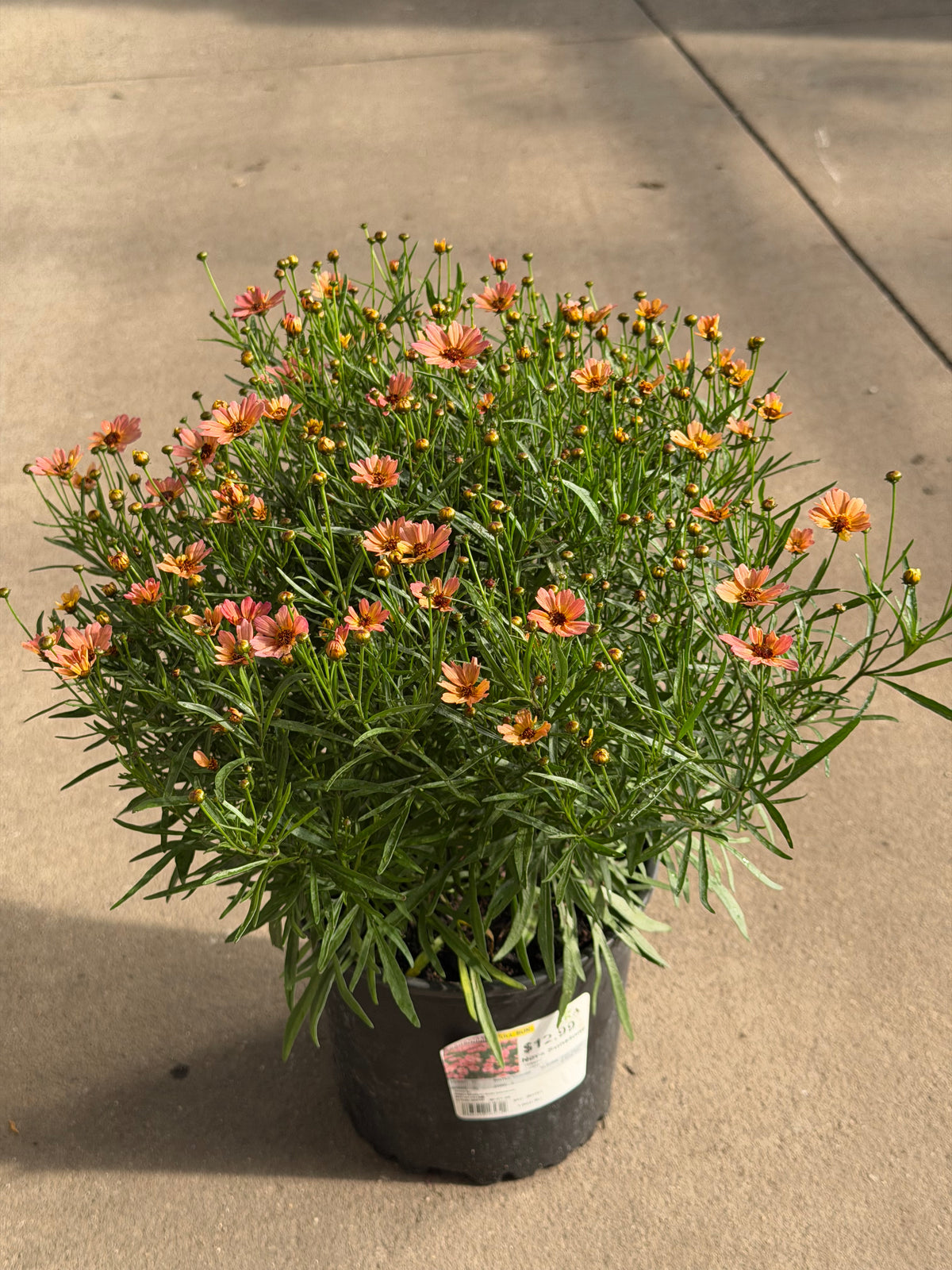 Coreopsis Tickseed Nova Sunstone