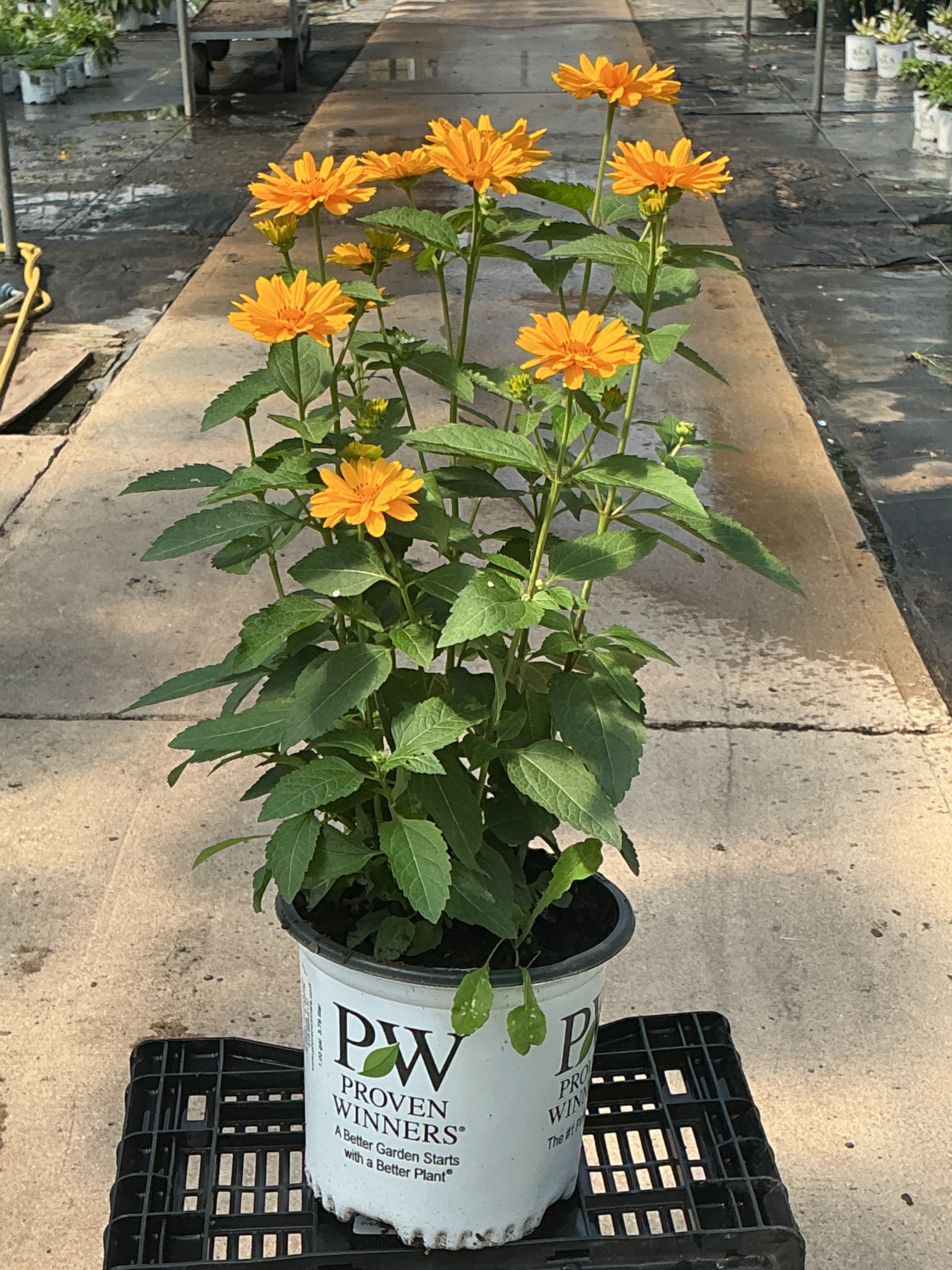 Heliopsis False Sunflower Athena Gold