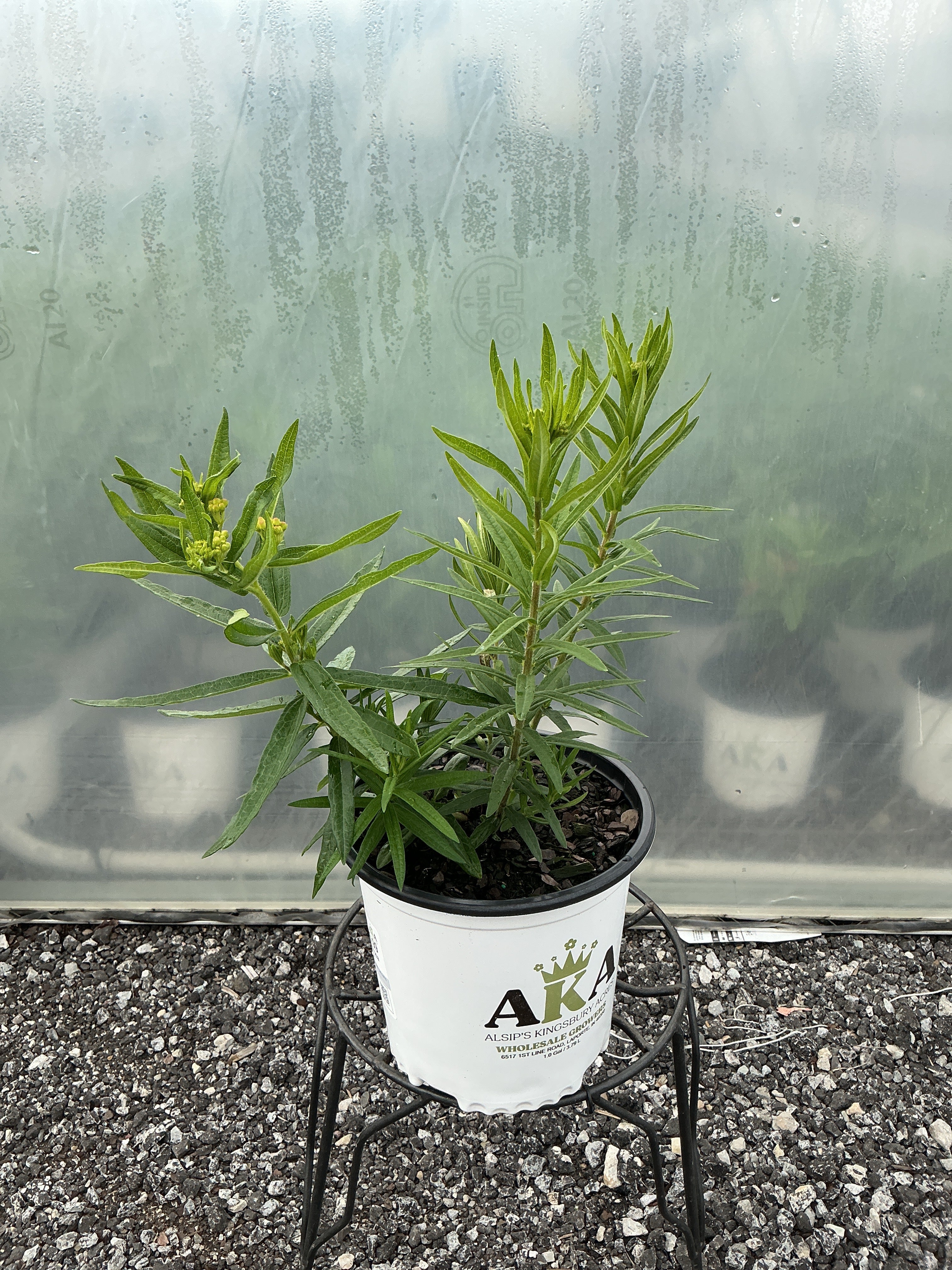 Asclepias Butterfly Weed Tuberosa