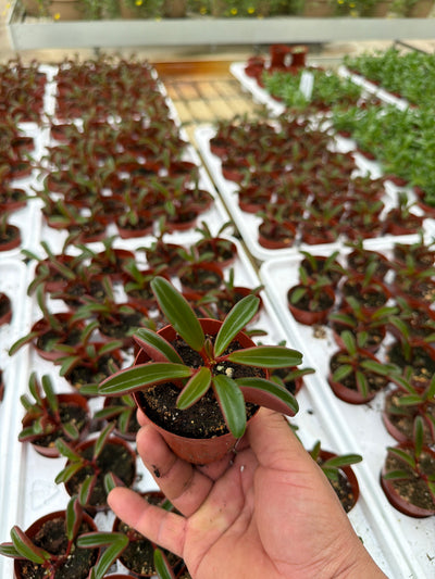 Peperomia graveolens - 2.5" Succulent