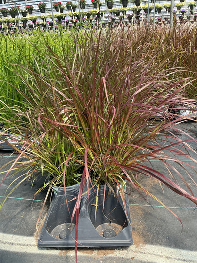 Pennisetum setaceum Rubrum - 5" Premium Thriller Annual