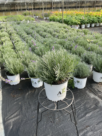 Lavandula Lavender Phenomenal