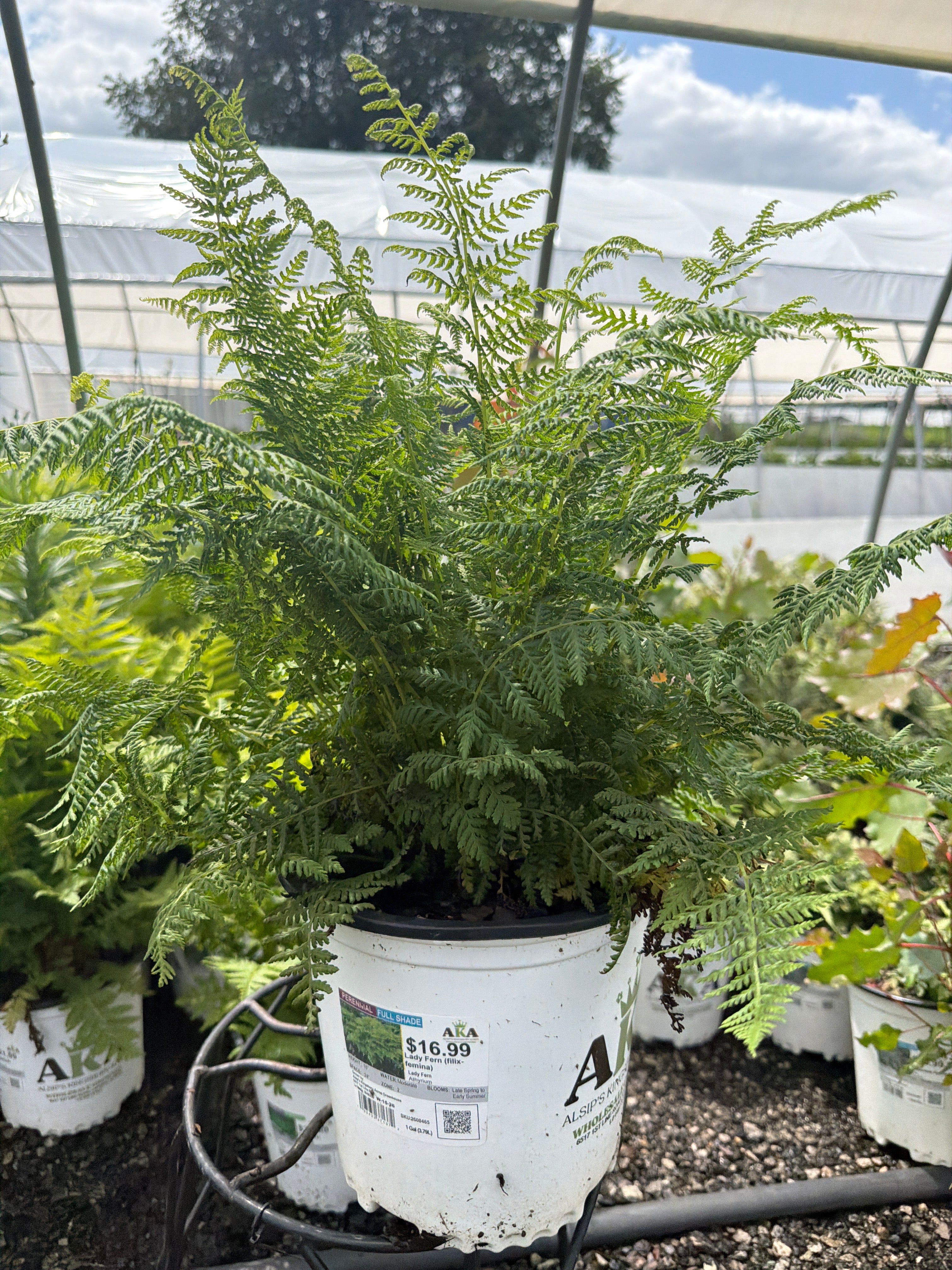 Athyrium Lady Fern