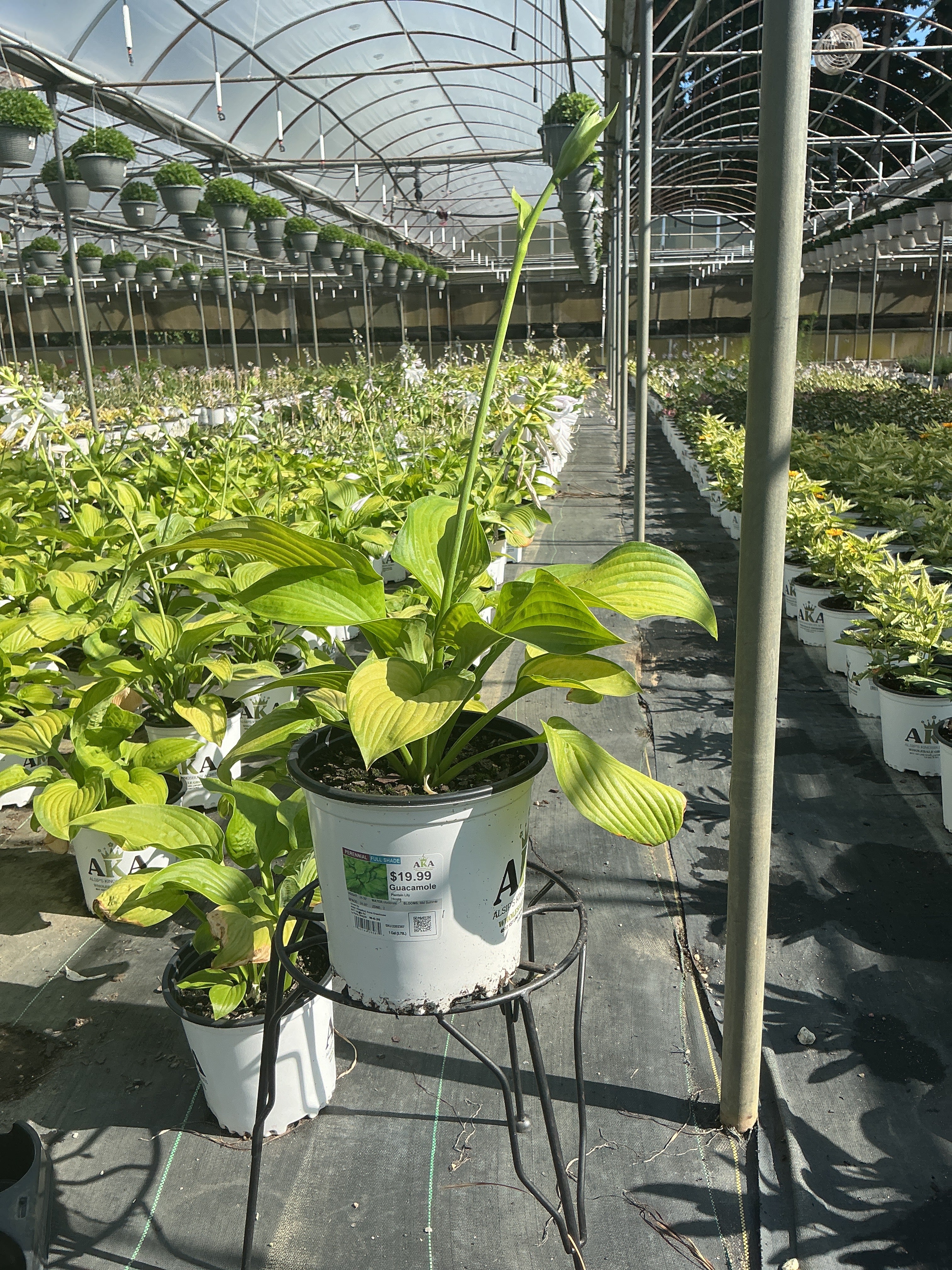 Hosta Plantain Lily Guacamole