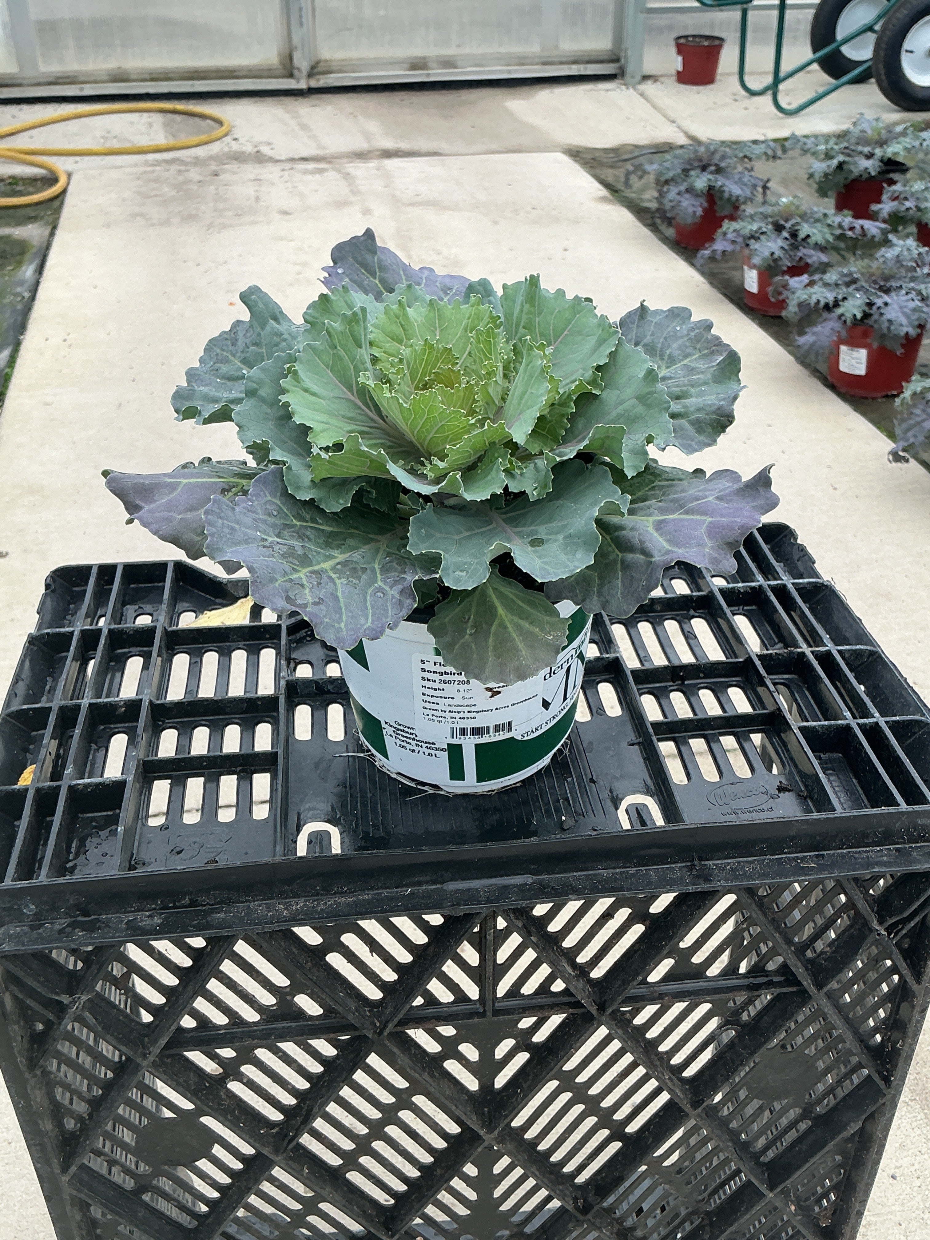Songbird Pink Ornamental Kale - 5" Fall Annuals