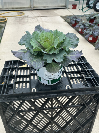 Songbird Pink Ornamental Kale - 5" Fall Annuals