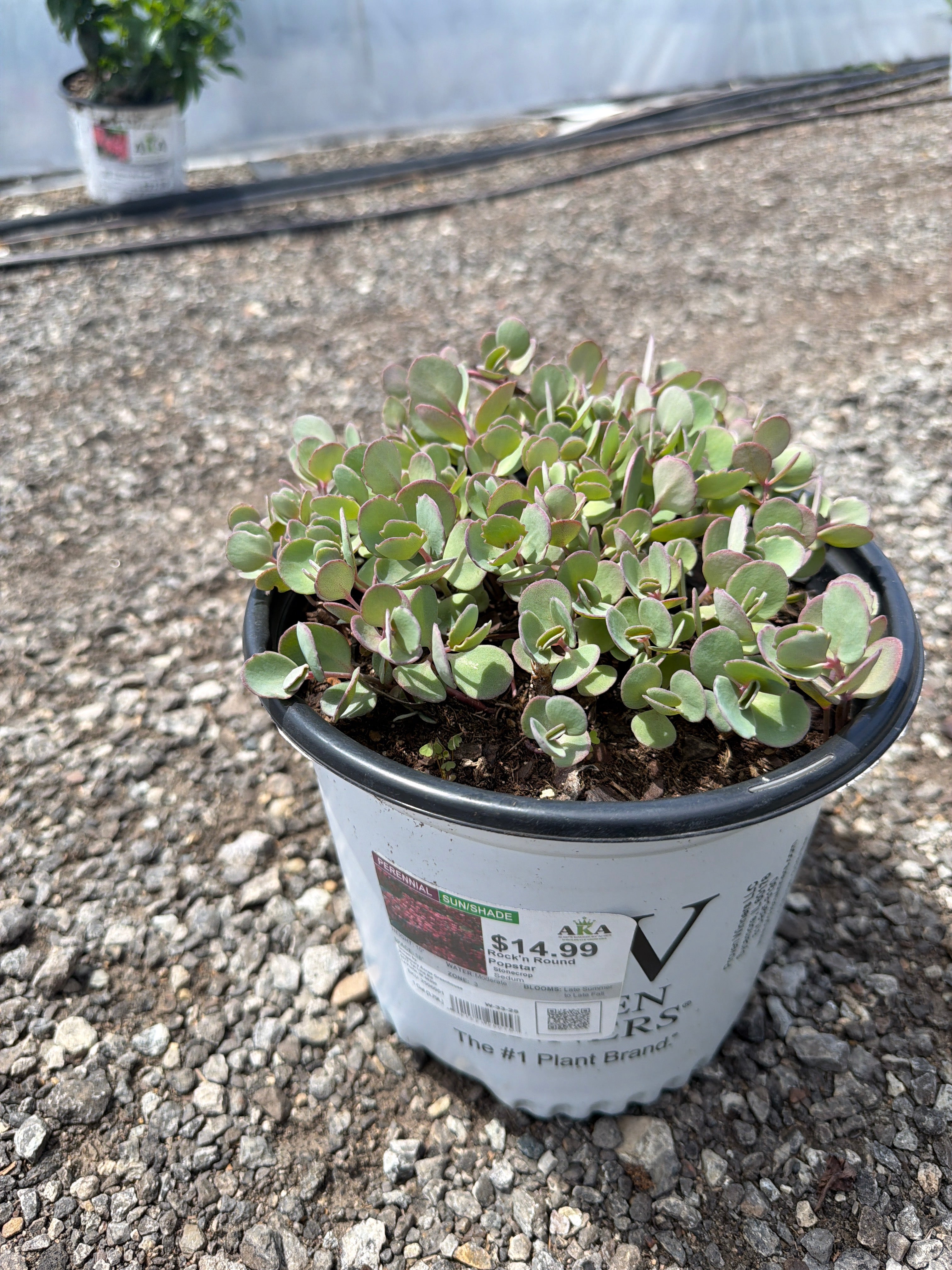 Sedum Stonecrop Rock'n Round Popstar  - 8" Perennial