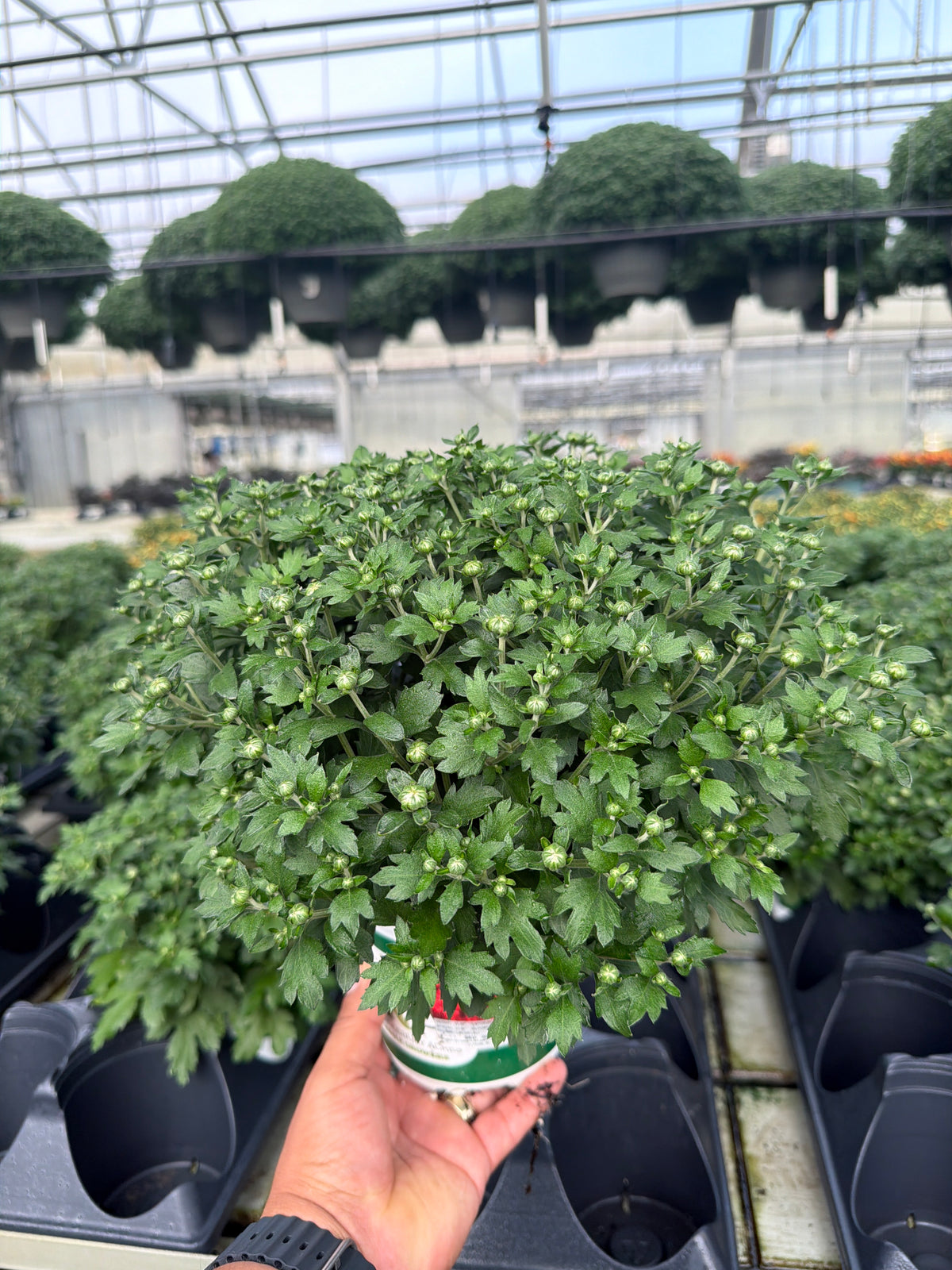 Cranbury Red - 5" Potted Garden Mum