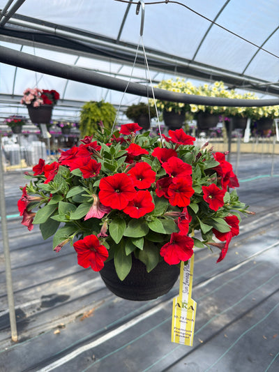 Petunia Easy Wave Red - 11" Hanging Basket