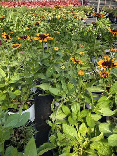 Rudbeckia Black Eyed Susan Sanora