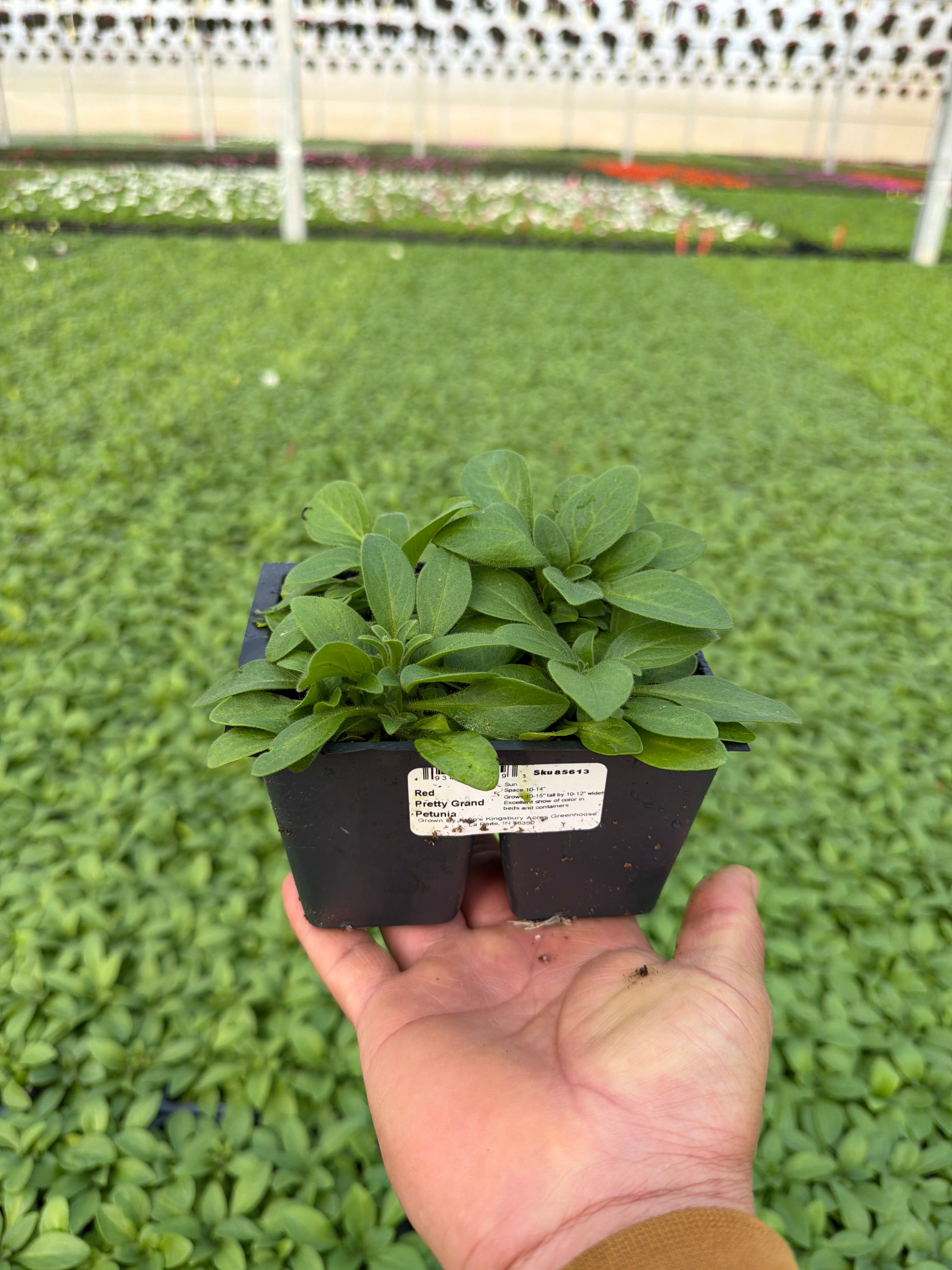 Petunia Pretty Grand Red - 4 Pack Annual