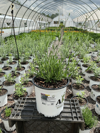 Lavandula Lavender Phenomenal