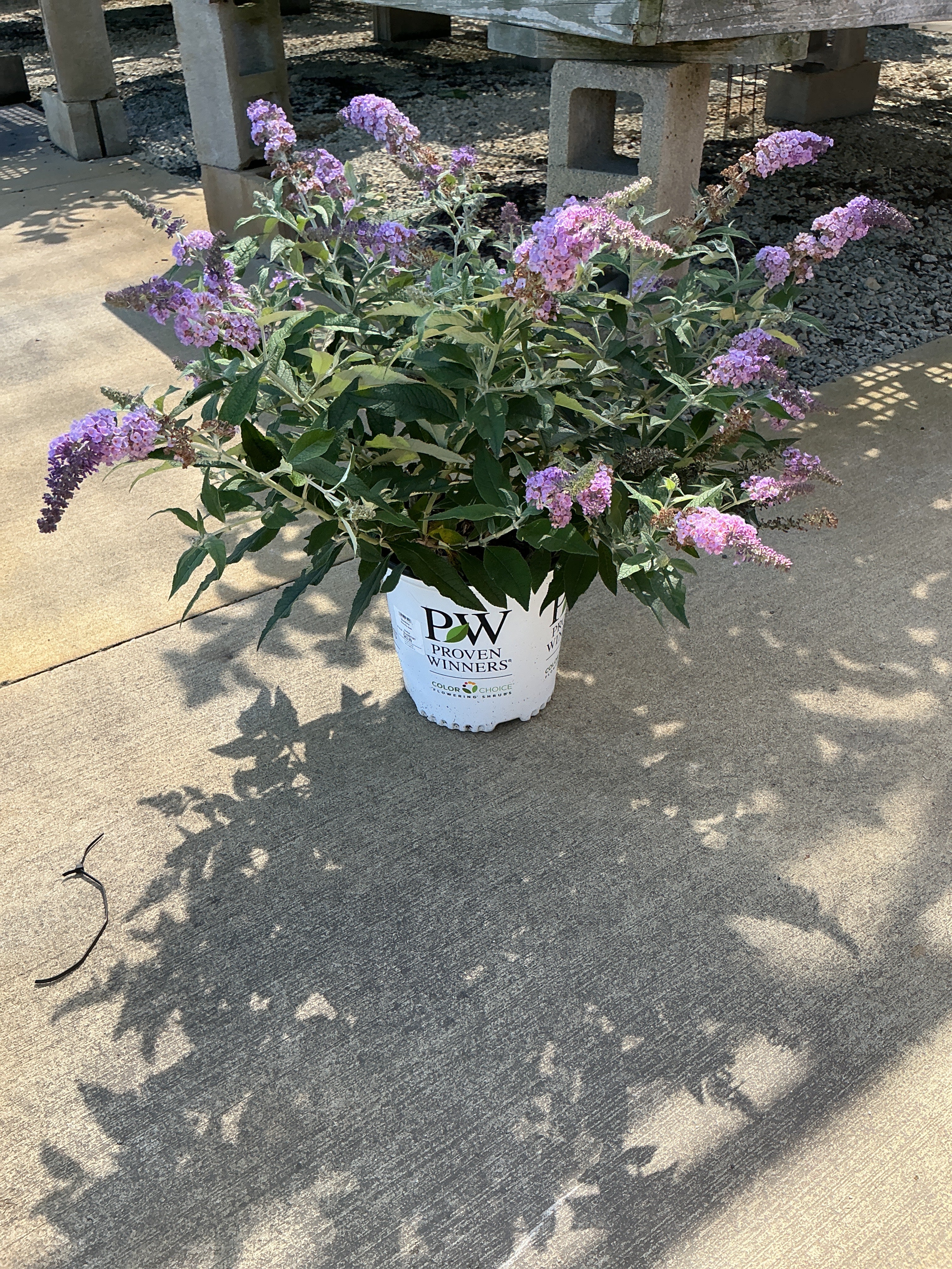 Buddleia Sorbet