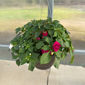 Double Impatiens Combo - 11" Hanging Basket