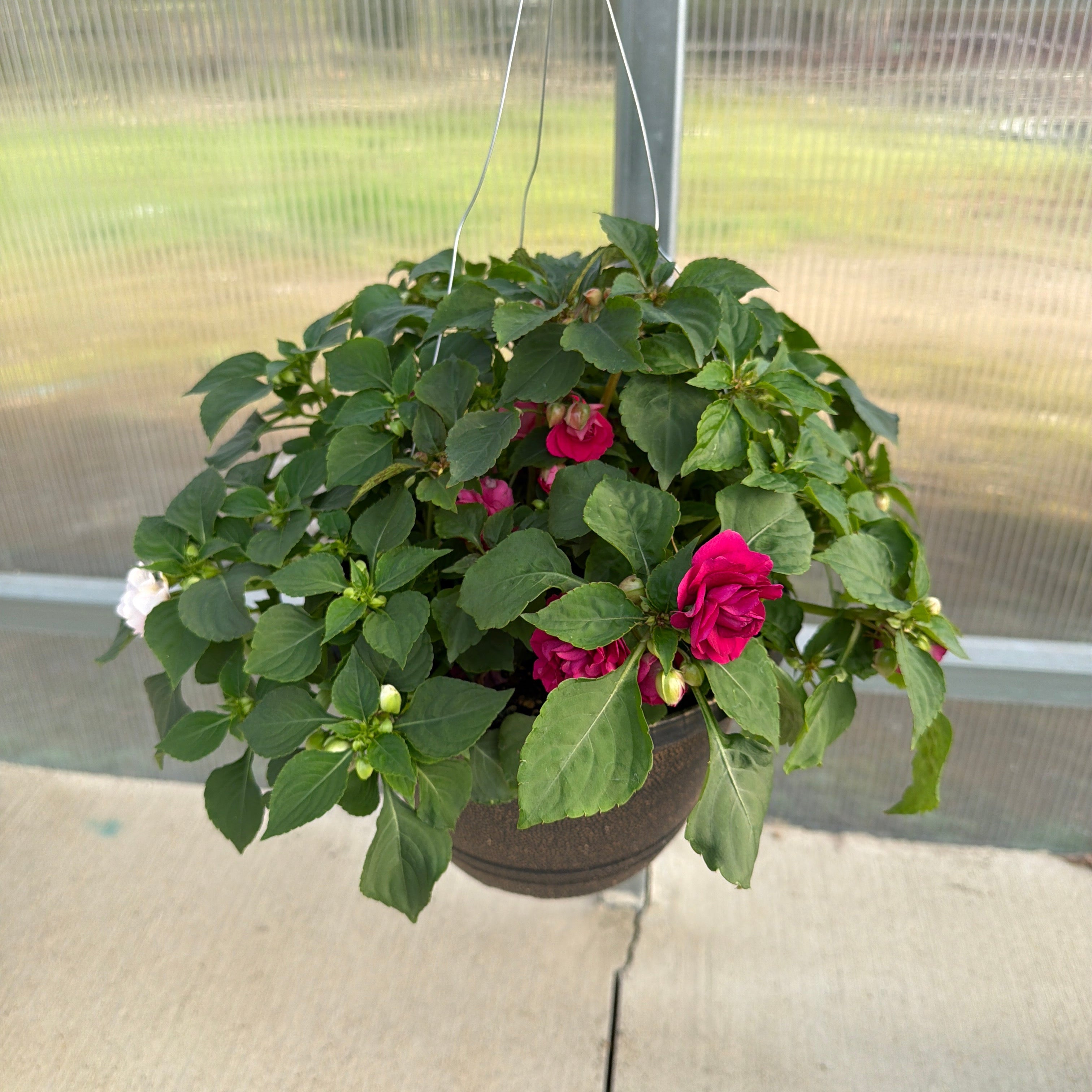 Double Impatiens Combo - 11" Hanging Basket
