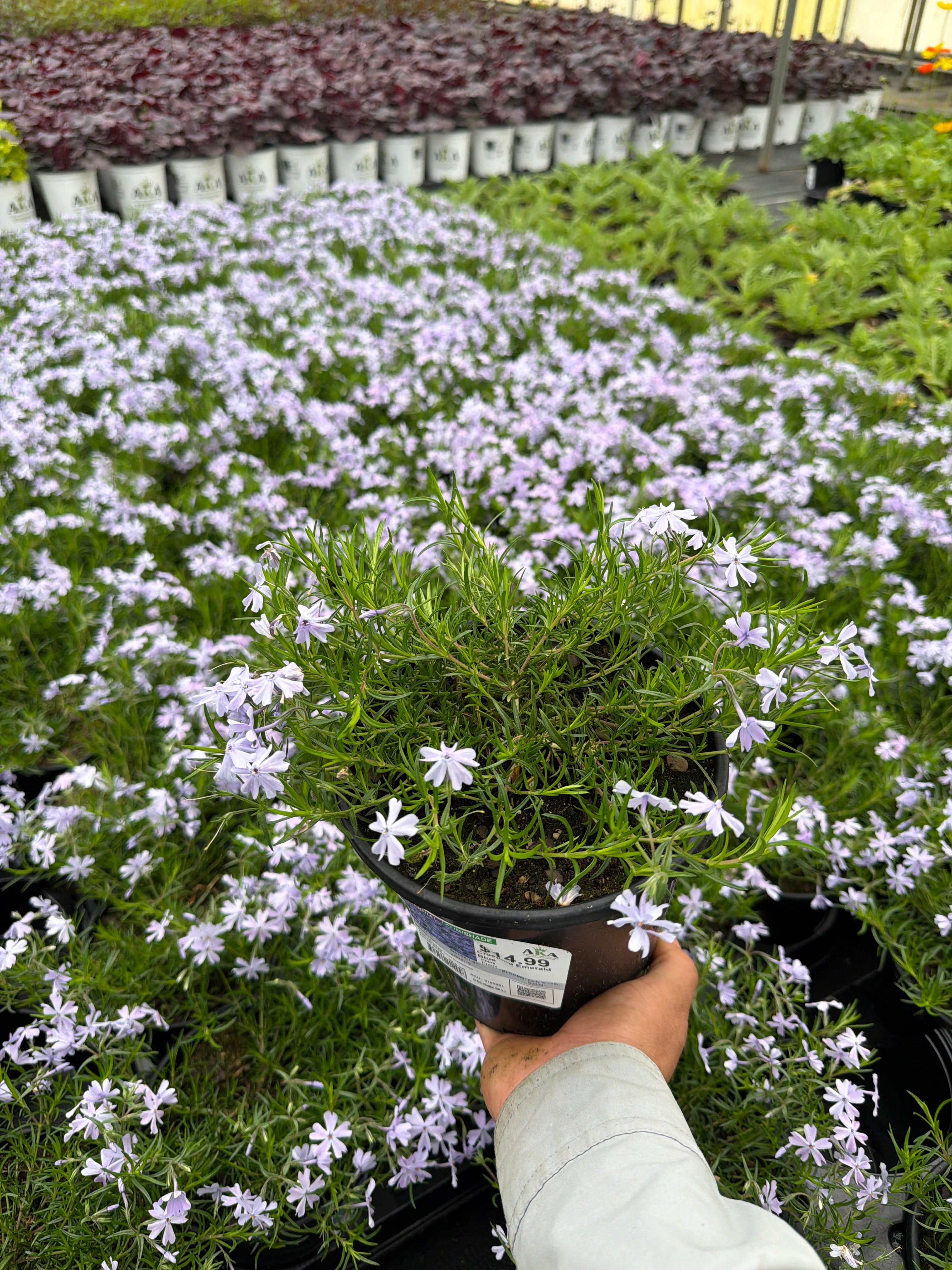 Phlox Creeping Phlox Creeping Emerald Blue - 6" Perennial