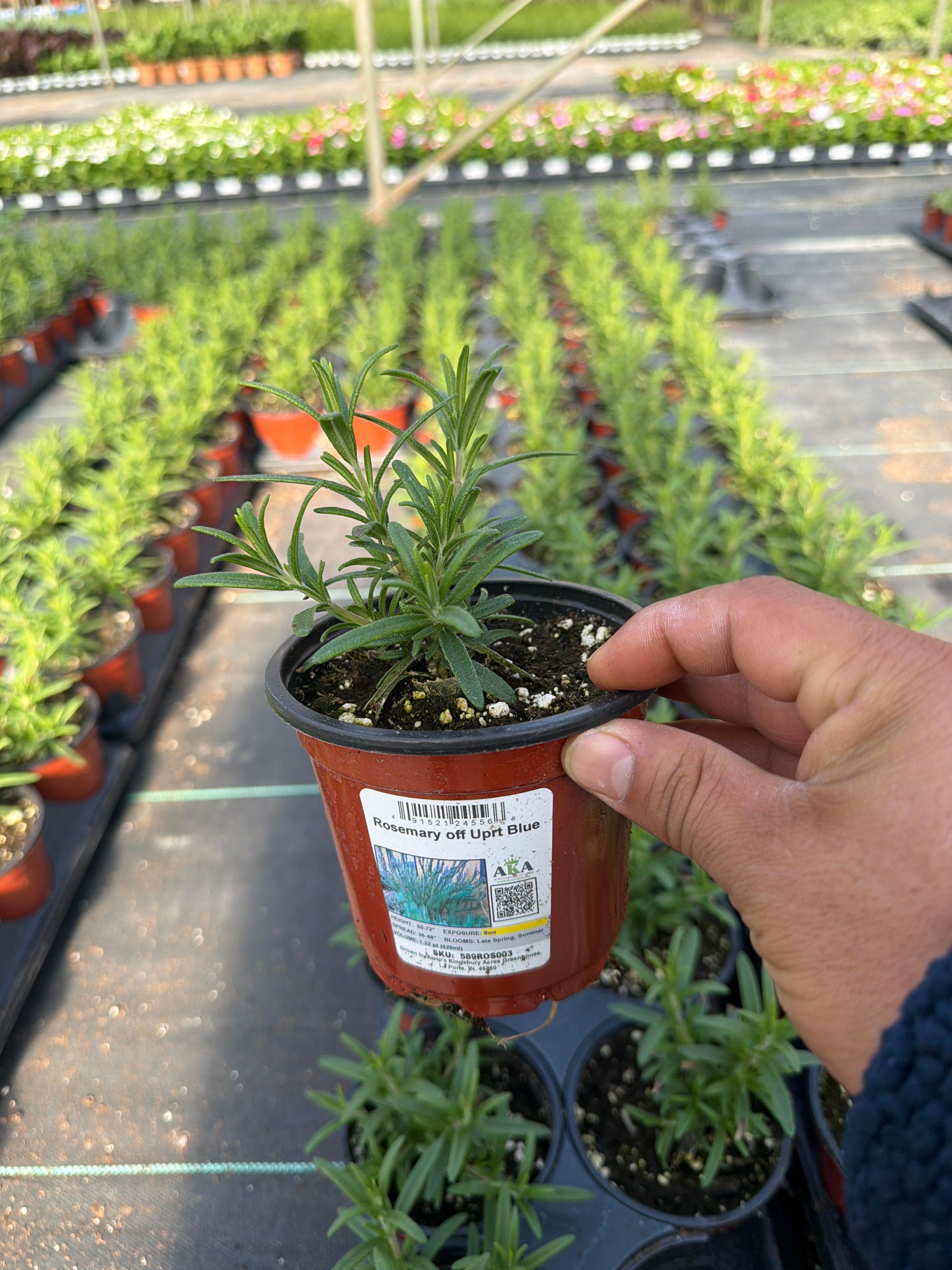 Rosemary Upright Blue - 4.33" Potted Herb