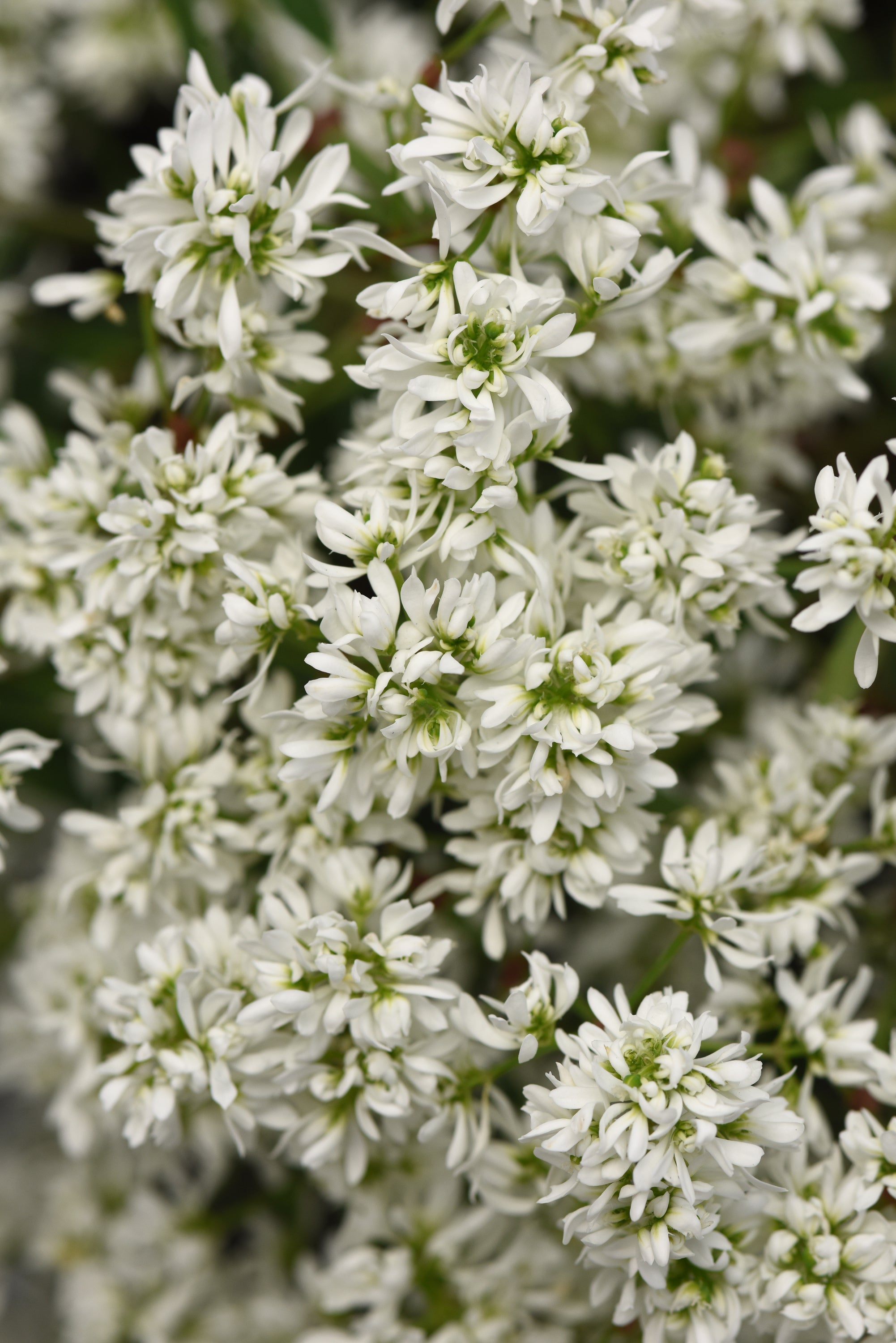 Euphorbia Flurry - 4.33" Premium Annual