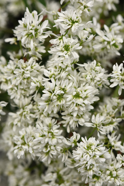 Euphorbia Flurry - 4.33" Premium Annual