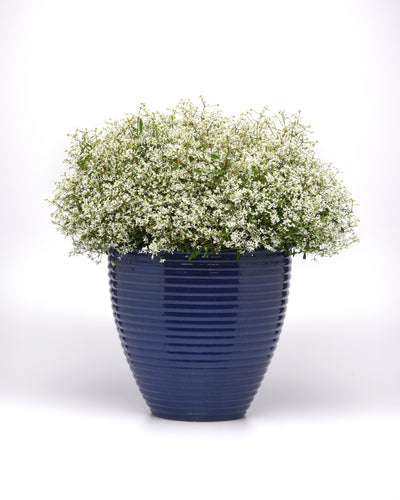 Euphorbia Flurry - 4.33" Premium Annual