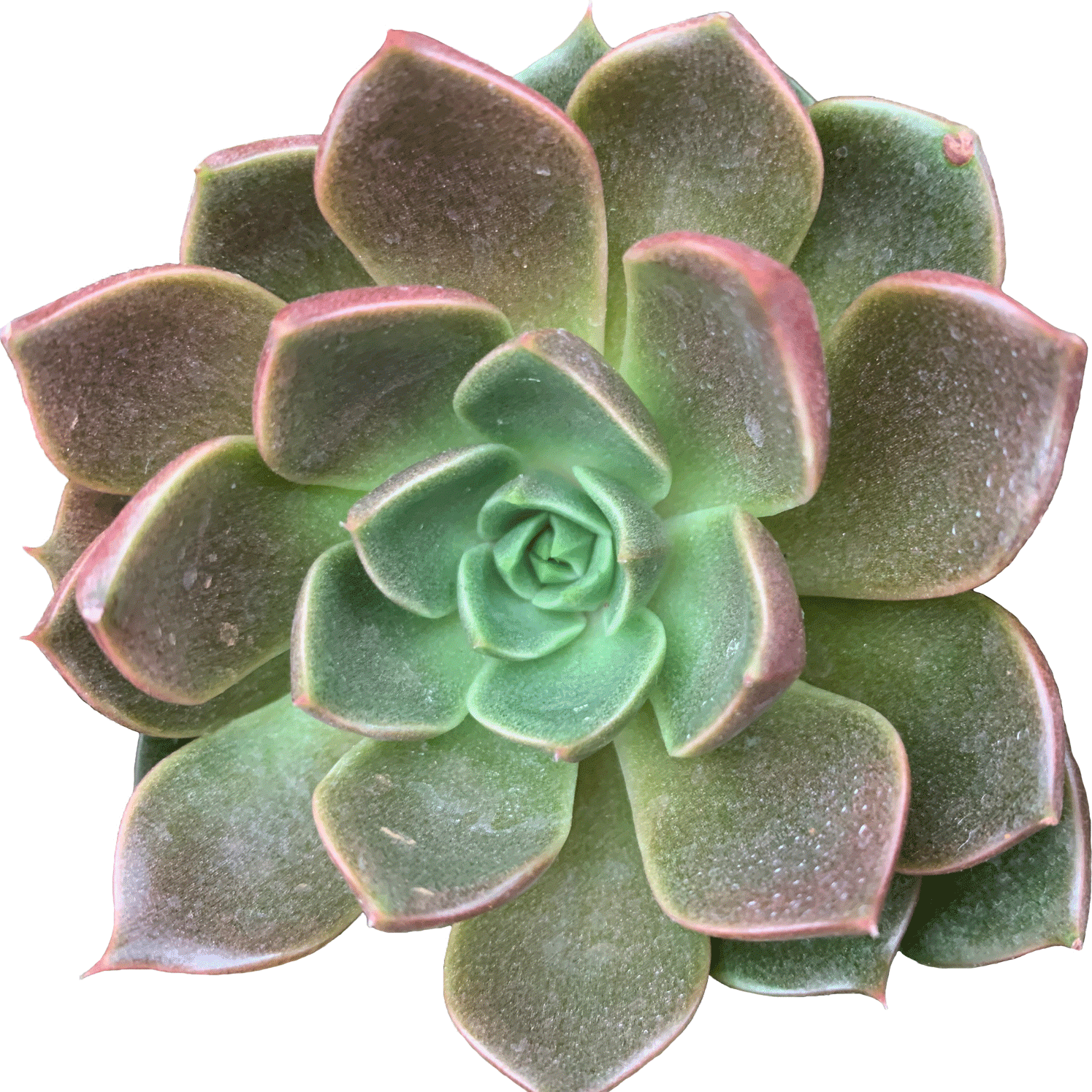 Echeveria Churro - 2.5" Succulent