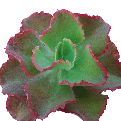 Echeveria Dicks Pink - 2.5" Succulent
