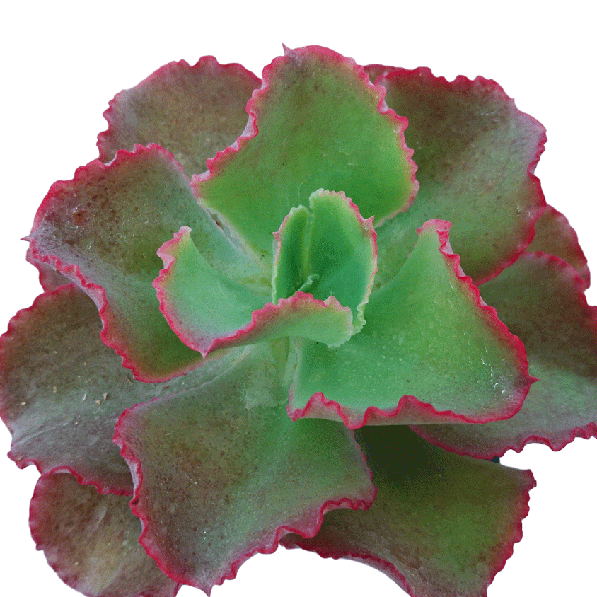 Echeveria Dicks Pink - 2.5" Succulent