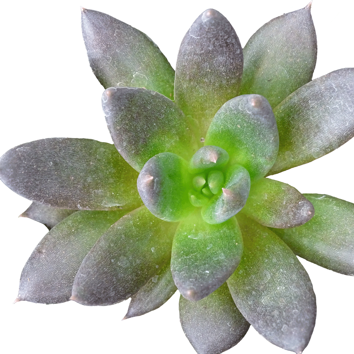Echeveria Gothika - 2.5" Succulent