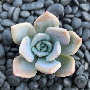 Echeveria Lilac Wonder - 2.5" Succulent