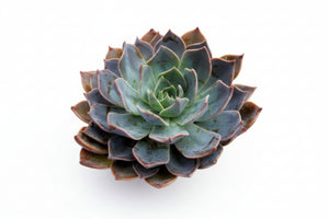 Echeveria Princess Blue - 2.5" Succulent