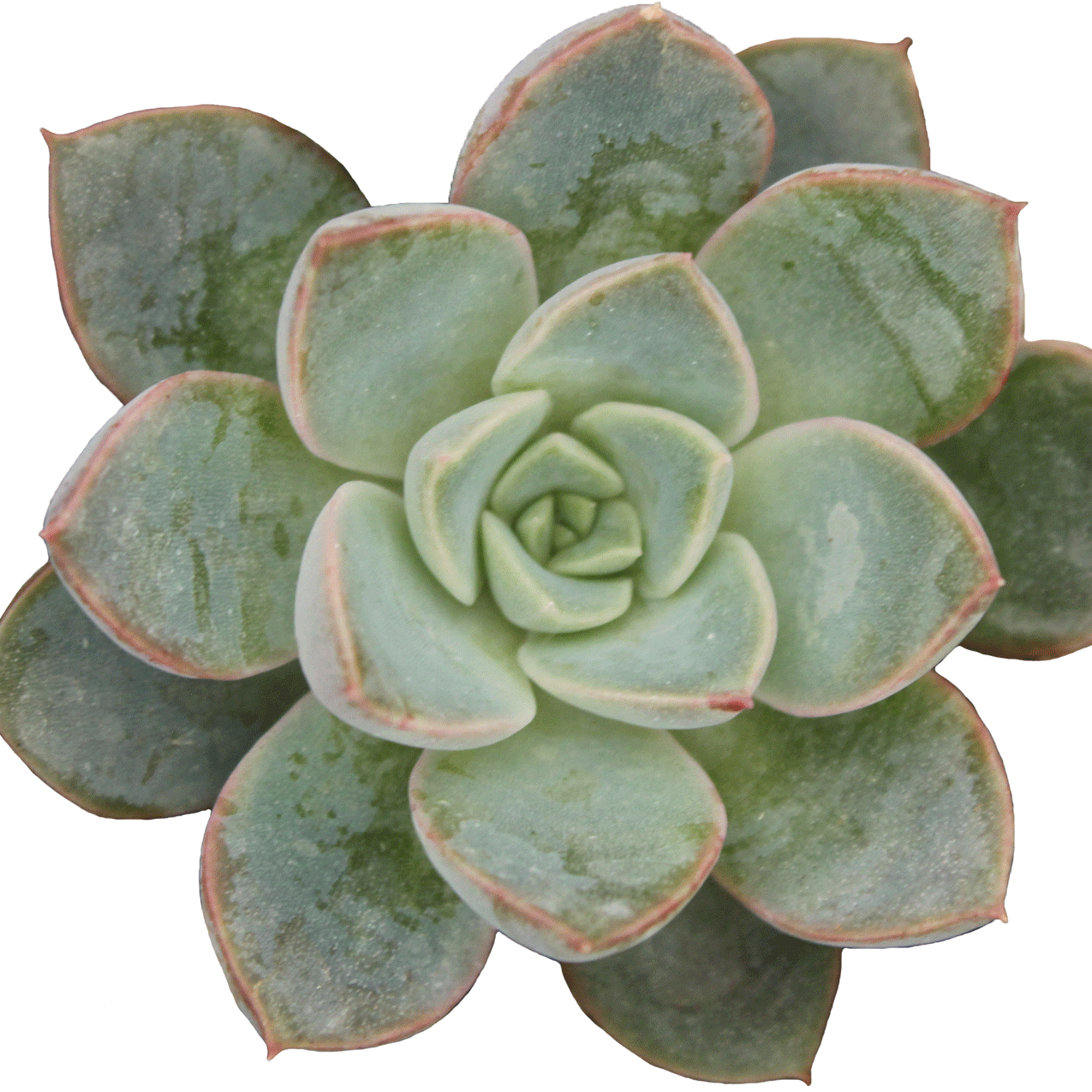 Echeveria Romance - 2.5" Succulent