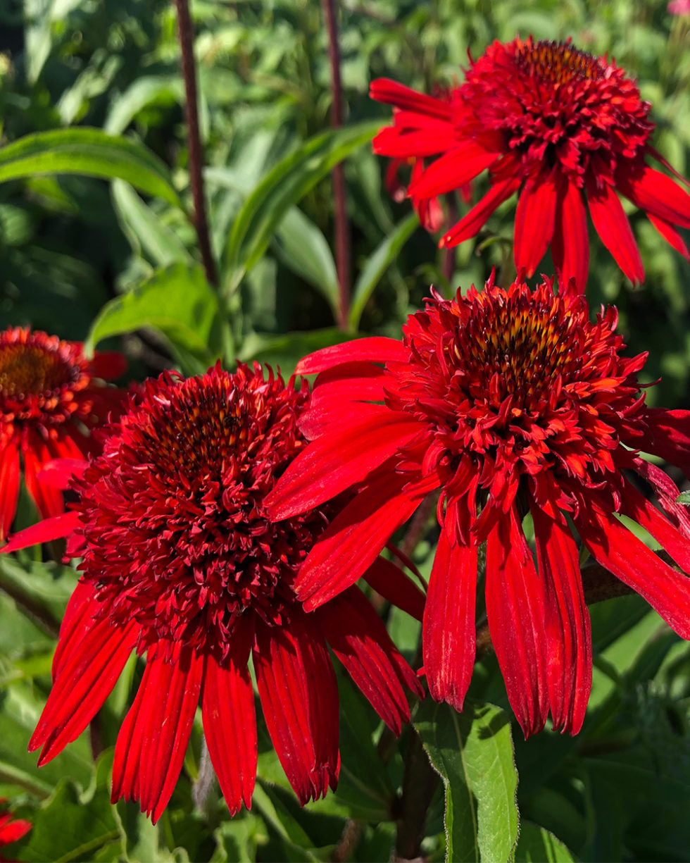 Echinacea Coneflower Cone-fections Sweet Chili