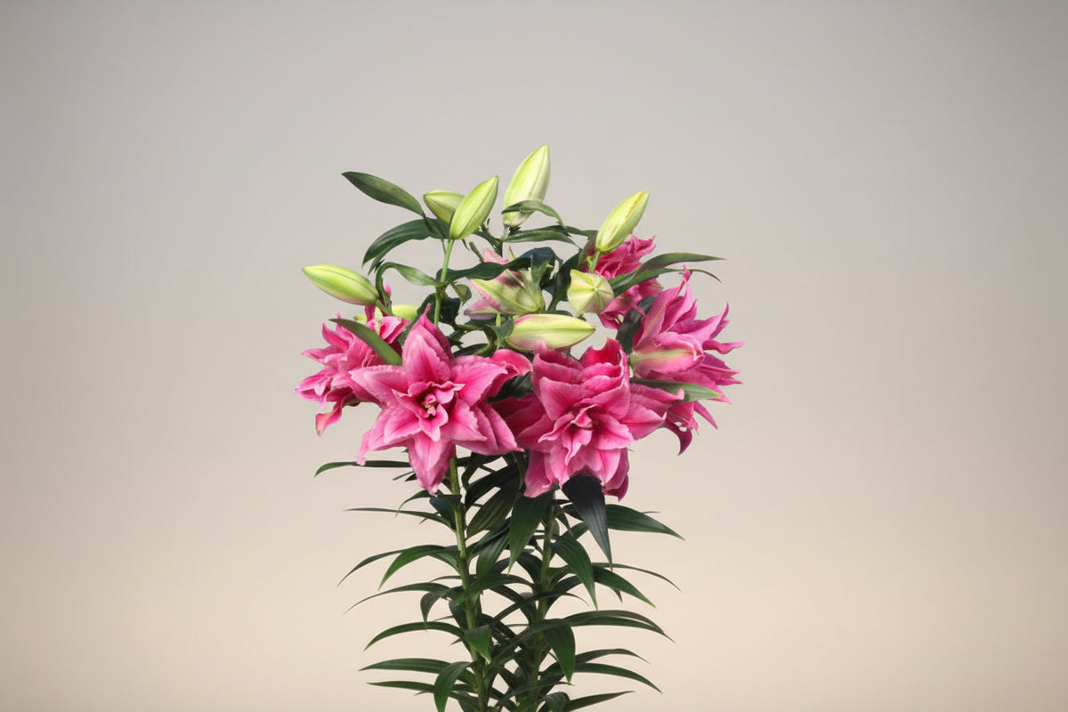 Lilium Lily Oriental Double Esra