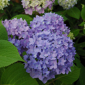 Hydrangea Endless Summer Original