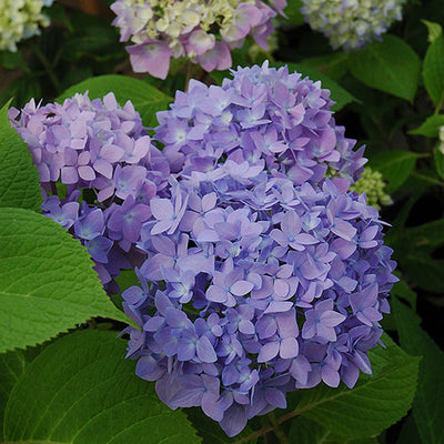 Hydrangea Endless Summer Original
